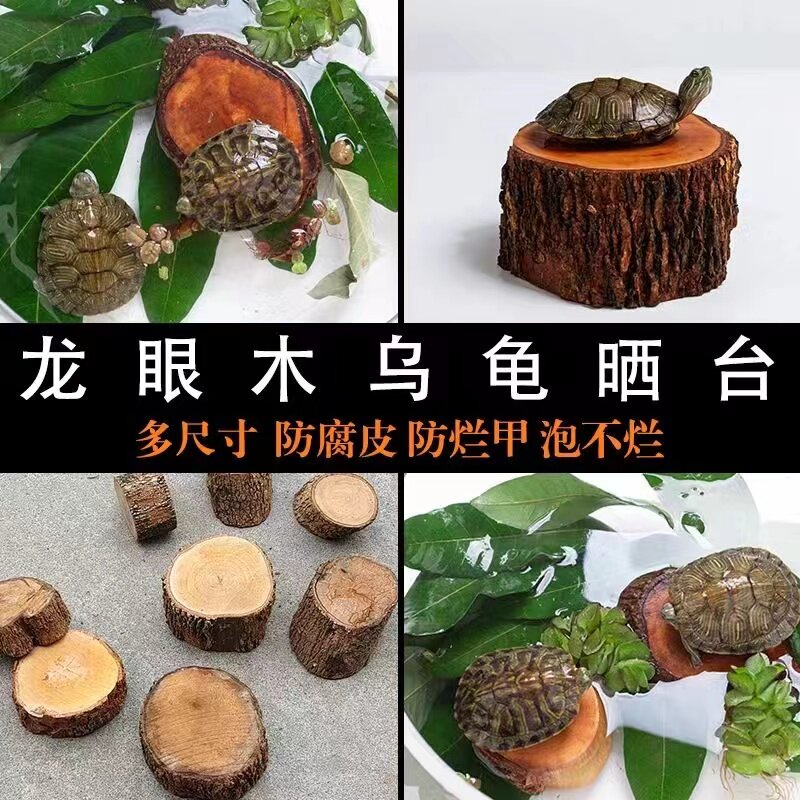免煮龙眼木乌龟休息台大乌龟天然晒背台室外池塘鱼缸造景沉木悬浮图片