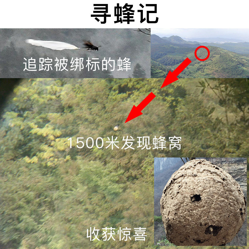 双筒望远镜高倍高清专业级户外夜视找蜜蜂马蜂双ED镜片便携接手机