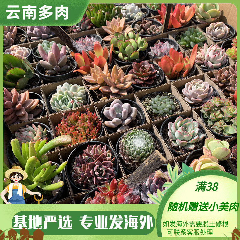 云南精品大棚多肉植物拼箱70棵混搭包邮带盆土整桩发货小多肉盆栽
