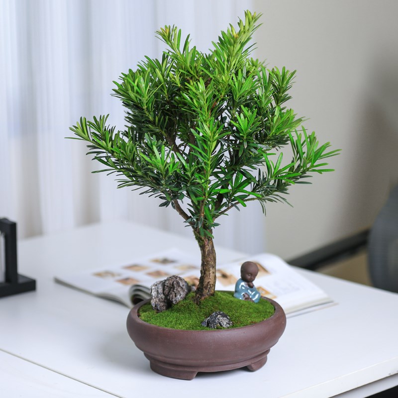 罗汉松盆景老桩植物盆栽雀舌树苗造型树室内花绿植桌面微景观好养