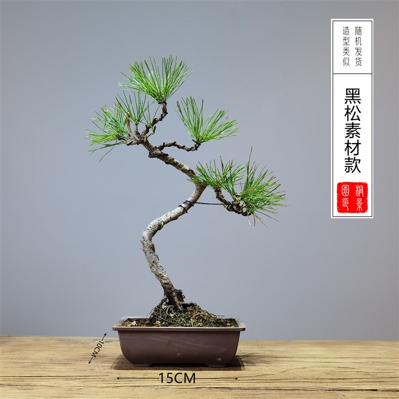15公分口径老桩造型S弯树苗盆景素材赤楠雀梅胡椒木黑松榆树榕树