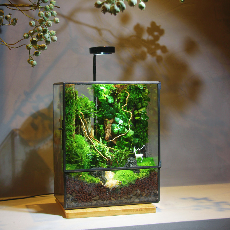苔藓微景观生态雨林缸造景办公桌面植物盆景免打理生态瓶成品礼物