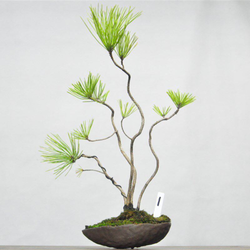 黄山松小品观赏盆景造型室内阳台好养盆栽微型绿植物老桩一物一拍