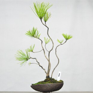 黄山松小品观赏盆景造型室内阳台好养盆栽微型绿植物老桩一物一拍