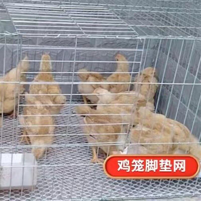 小鸡育雏笼塑料脚垫网片防卡脚养殖网鸡鸭笼子垫片