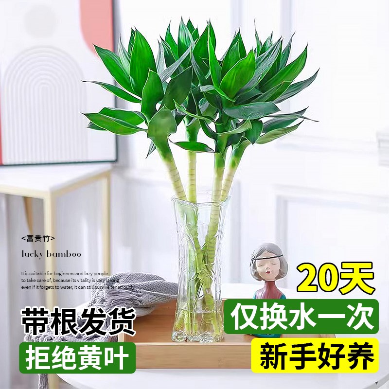 正宗文昌竹四支带根水培观音竹金榜题名4支富贵竹植物客厅招财