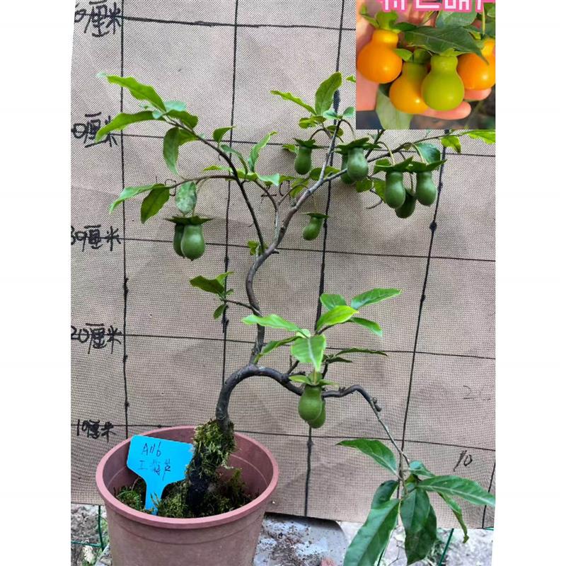 重庆金弹子原生老桩带果,一拍一物嫁接品种,阳台桌面,耐寒好养