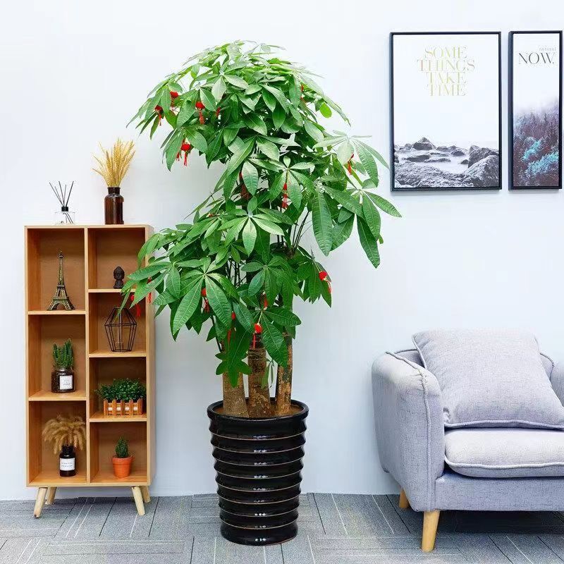 发财树盆栽大棵客厅招财树办公室大型绿植乔迁开业送礼三杆步步高