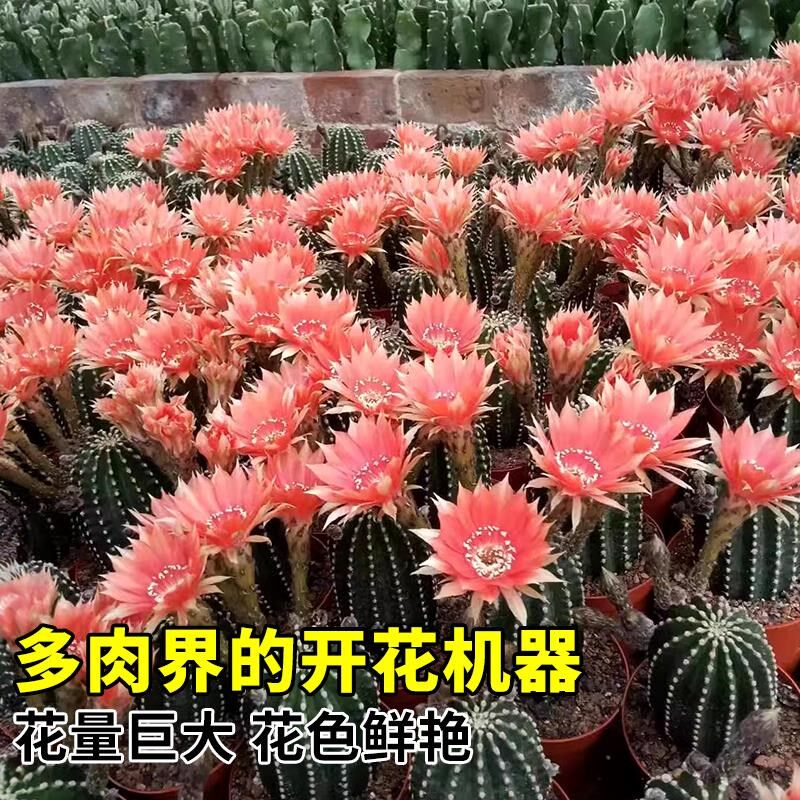 四季开的花仙人球仙人掌科绯花玉精品多肉植物幼儿园小盆栽好养活