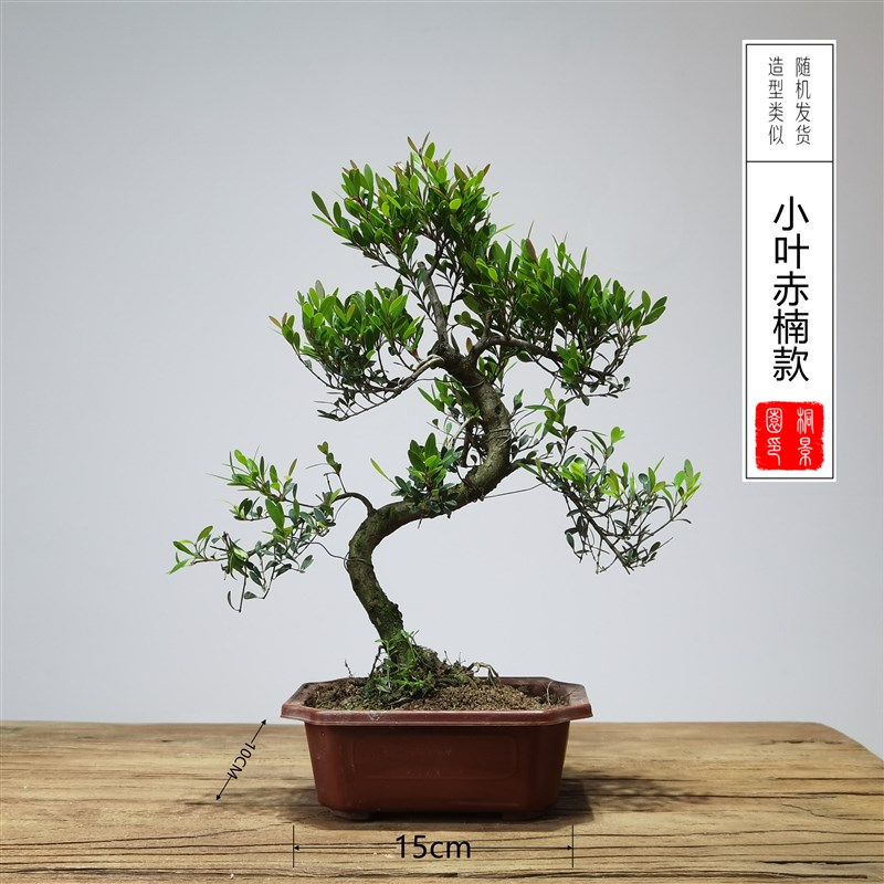15公分口径老桩造型S弯树苗盆景素材赤楠雀梅胡椒木黑松榆树榕树