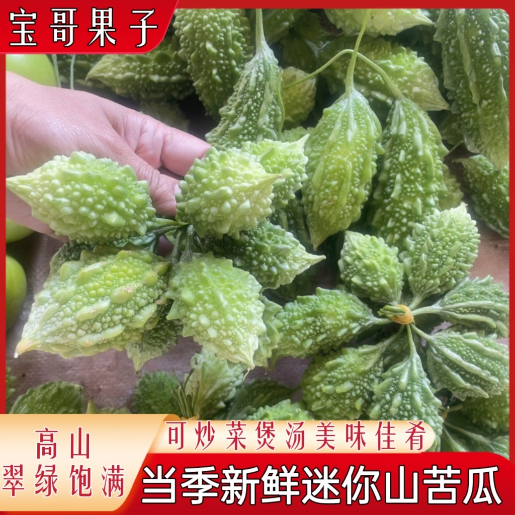 吃播同款山苦瓜新鲜金铃子蔬菜泰国小苦瓜云南野菜生吃当季时令苦