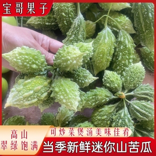 吃播同款山苦瓜新鲜金铃子蔬菜泰国小苦瓜云南野菜生吃当季时令苦