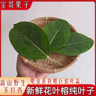 【现货】福建新鲜采摘喂虫榕树叶巨拟叶螽食用大叶榕下单采摘
