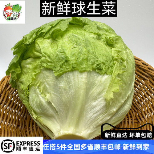 西生菜新鲜蔬菜圆生菜球包菜汉堡包蔬菜沙拉菜球生菜新鲜包邮500g