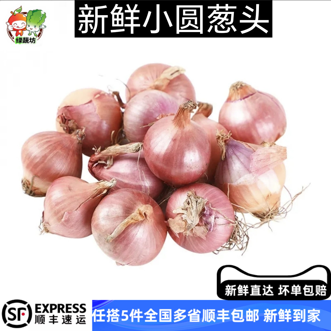 【绿蔬坊】迷你小洋葱500g 新鲜生吃东北毛葱朱葱鬼子葱小圆葱