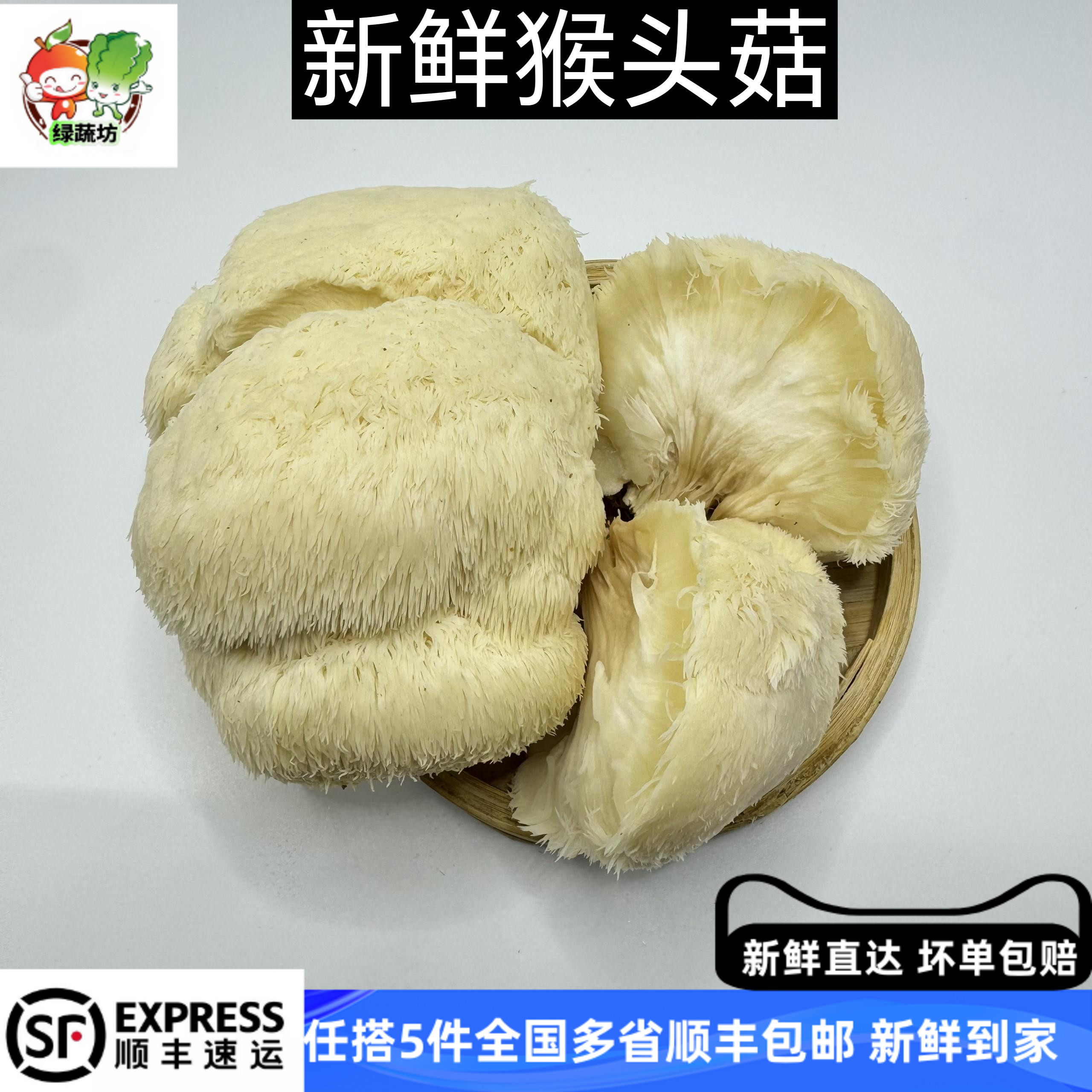 猴头菇新鲜非干货鲜蘑菇食用煲汤火锅蔬菜食材猴头菌菇鲜菌菇类