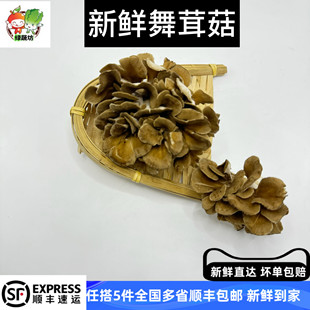 新鲜真菌 灰树花 舞茸 150g/盒 日本舞茸菌 舞茸茶