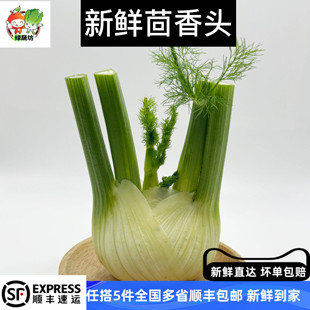 新鲜茴香头1-5斤 新鲜茴香根茴香球茎 西餐料理香料食材