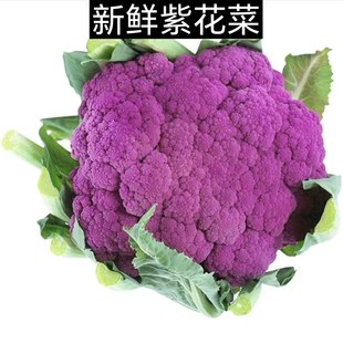 新鲜紫色花菜1500g以上大颗现摘松花菜紫花椰菜紫菜花时令农家菜