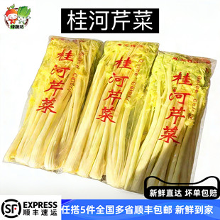 桂河新鲜奶油芹菜特色蔬菜基地现菜专供酒店品质保证无渣无丝