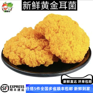 新鲜黄金耳菌菇黄耳菌金耳菌新鲜菌菇云南野生食用菌脑耳500g