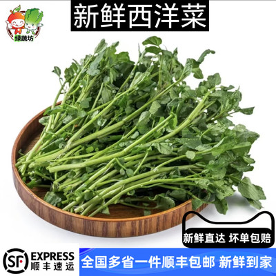 新鲜西洋菜新鲜豆瓣菜酒店炒菜煲汤火锅菜广东西洋菜500g包邮蔬菜