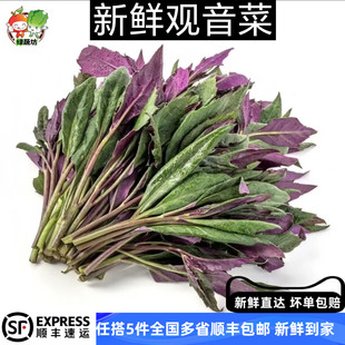 新鲜当季紫贝天葵500g血皮菜菜红背菜中西餐酒店食材观音菜