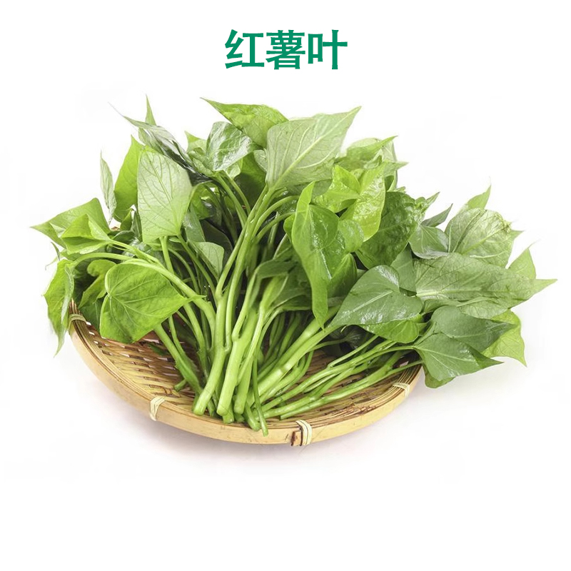 新鲜红薯叶番薯叶莼菜叶