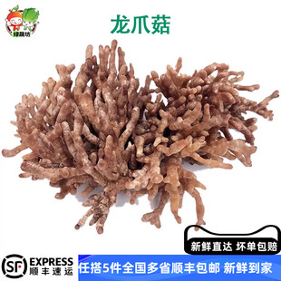 新鲜龙爪菇福建武夷山特产猫爪菇老鼠爪鸡爪菇珊瑚菇火锅特色食材