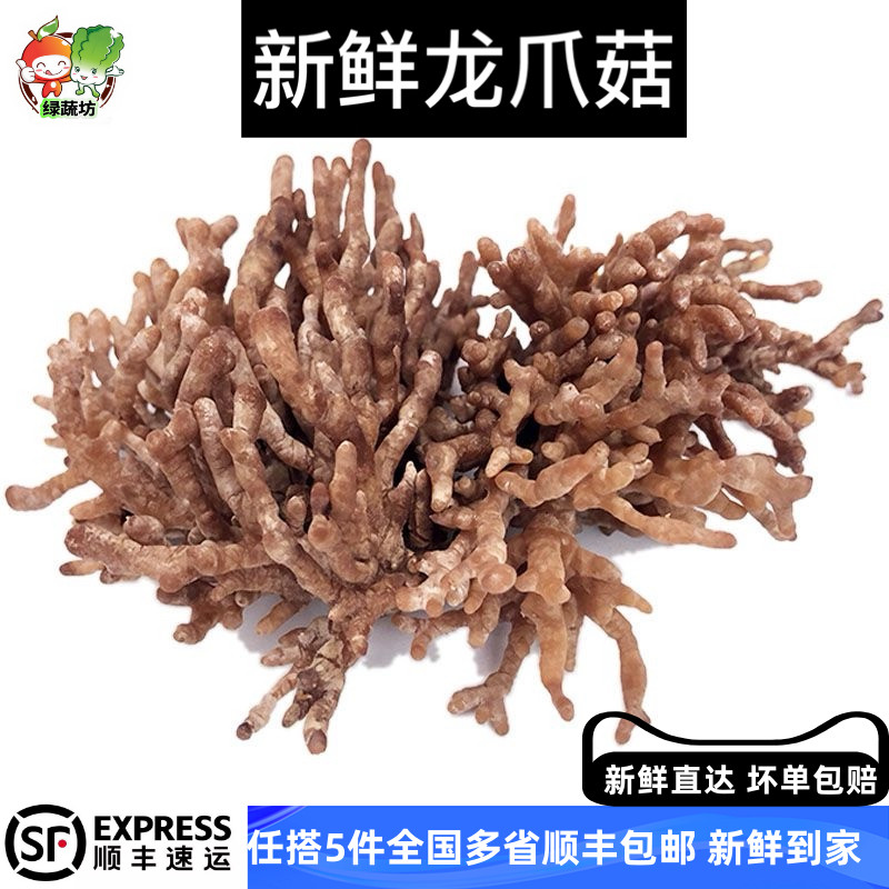 珊瑚菌新鲜菌菇龙爪菇可食用菌菇酒店餐厅素食馆配菜250g