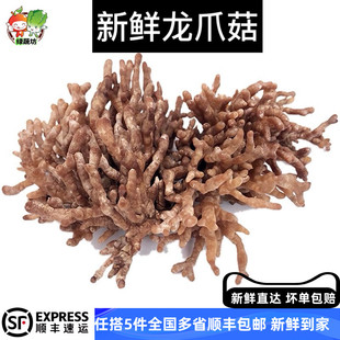 珊瑚菌新鲜菌菇龙爪菇可食用菌菇酒店餐厅素食馆配菜250g