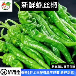 薄皮螺丝椒新鲜香辣皱皮辣椒新鲜农家自种青椒香辣薄皮螺旋椒