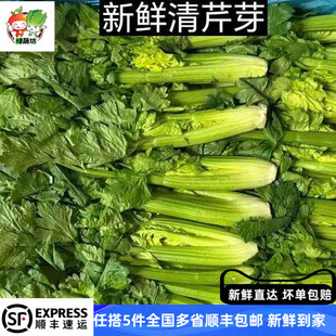 水果清芹芯500克新鲜蔬菜生吃即食水果西芹嫩芽酒店特菜水果芽