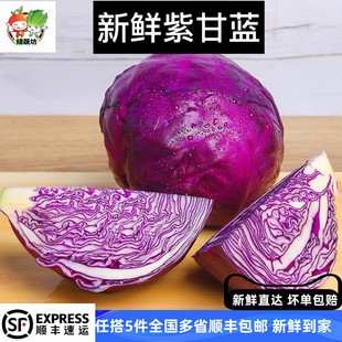 紫甘蓝新鲜包菜蔬菜卷心菜生吃沙拉生菜紫叶菜现摘 绿蔬坊