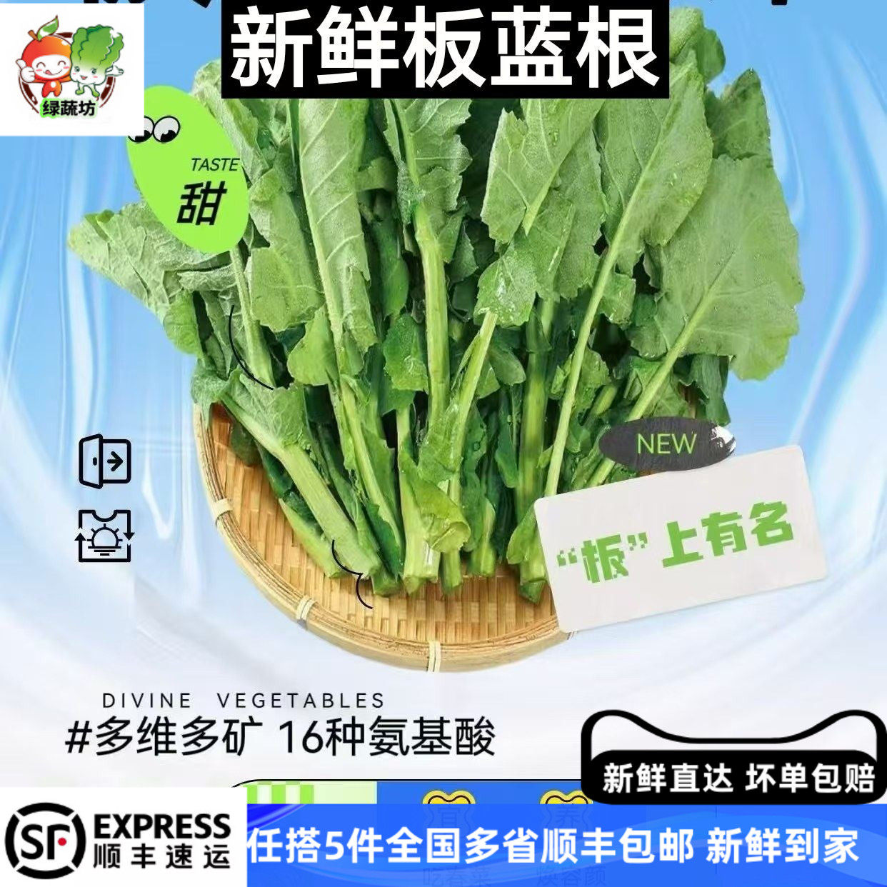 新鲜板蓝根青菜500g食用菘油一号白灼清炒清甜爽口酒店特色蔬菜心
