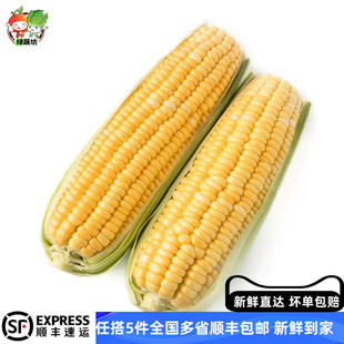 新鲜黄色水果甜玉米一根600g