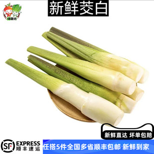 新鲜蔬菜上海青浦练塘茭白现摘现发长肉茭瓜高笋春季时令蔬菜