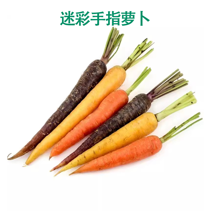 新鲜彩色小萝卜即食水果蔬菜摆盘七彩三色迷你手指胡萝卜