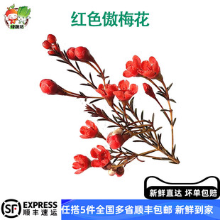 红色傲梅花酒店西餐日料冷艺烘焙花草摆盘装饰材料枝条鲜花红梅花