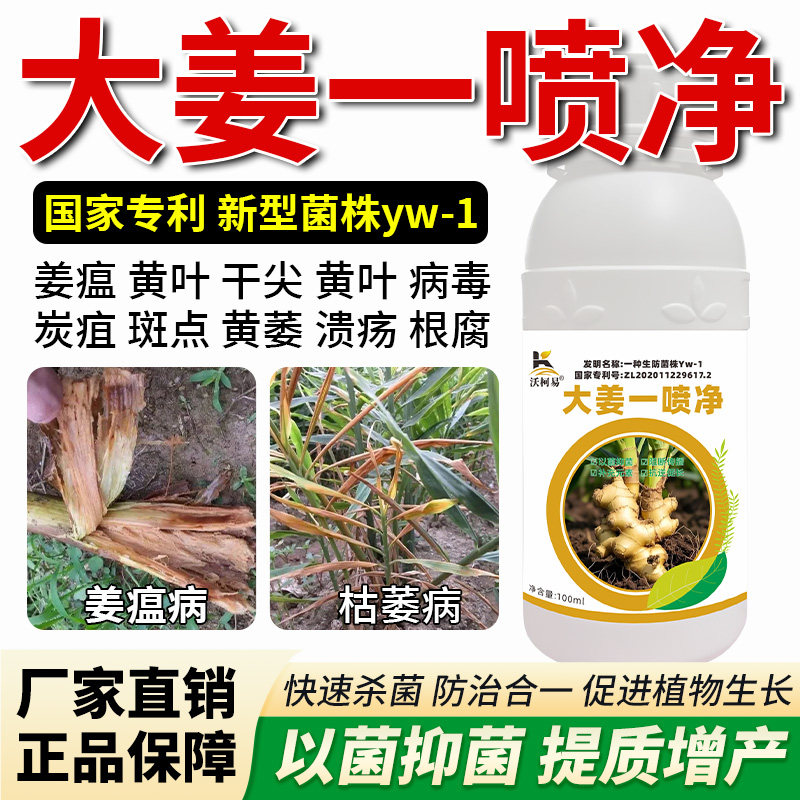 沃柯易生姜一喷净防治病害促成长