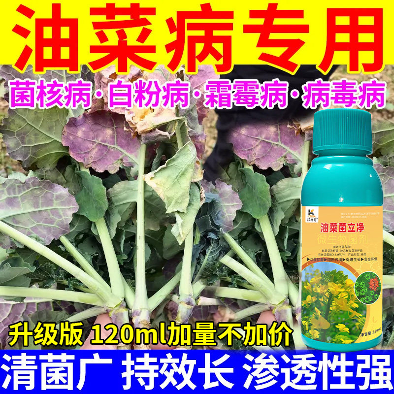 沃柯易油菜菌立净防治结合促成长