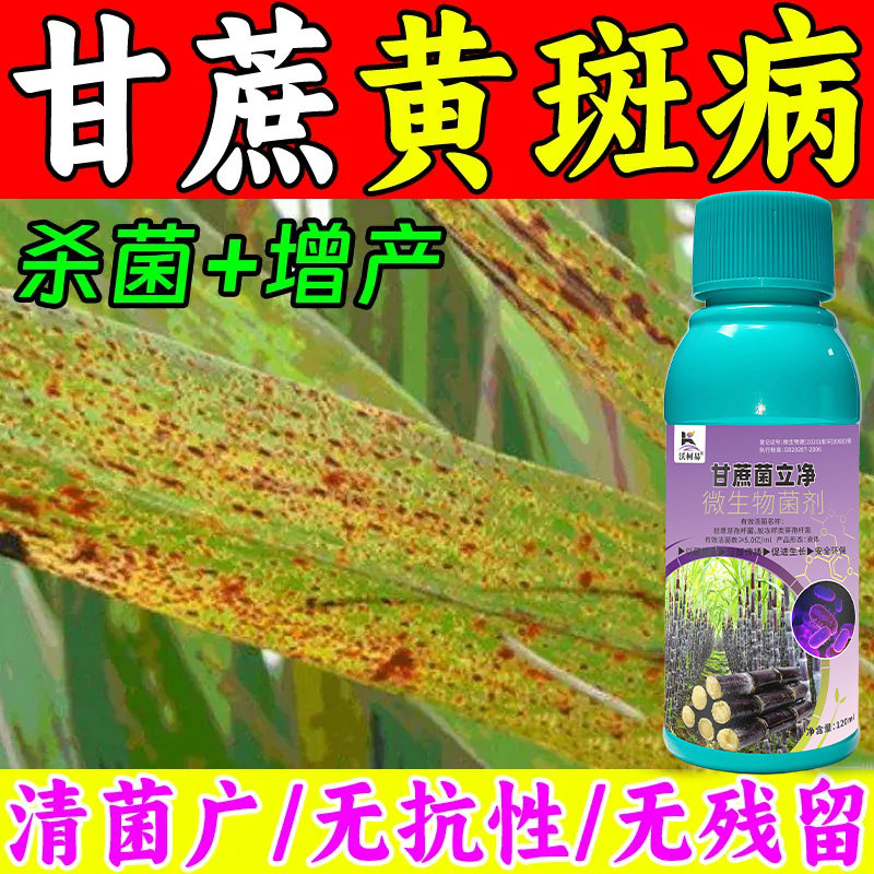 沃柯易甘蔗菌立净防治结合促成长