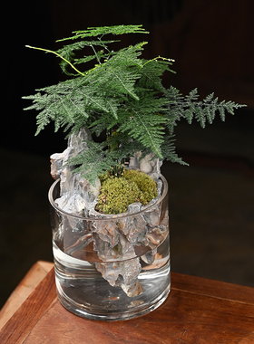 玄山桌面苔藓微景观n造景植物生态瓶绿植盆栽玻璃室内盆景创意摆