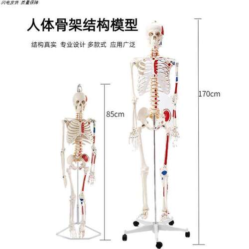 人体结构模型医学仿真脊椎骨架拆