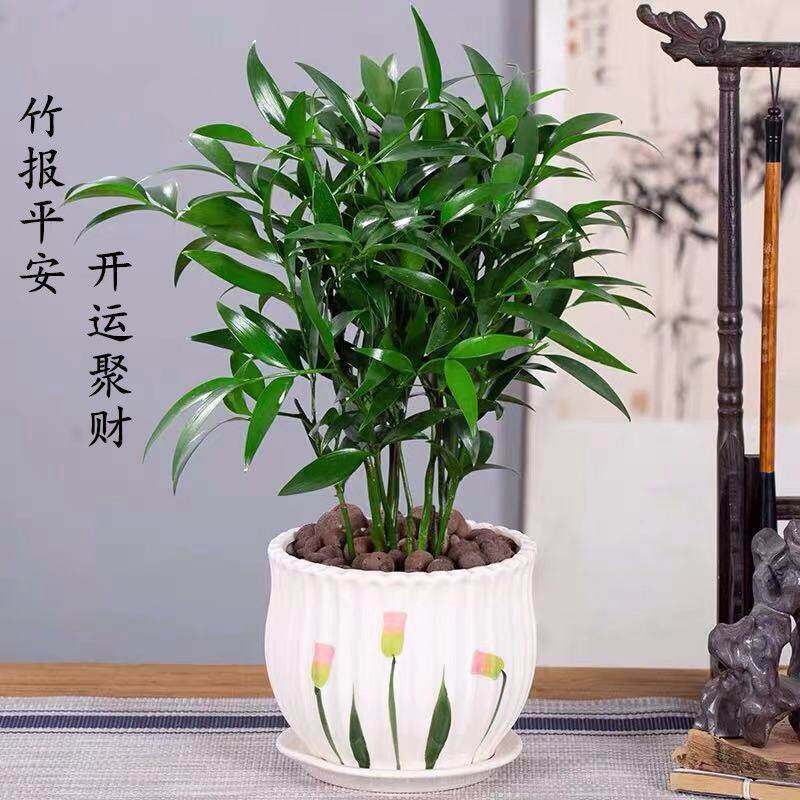 竹柏盆栽室内驱蚊植物平安竹清香绿植驱虫净化空气好养长寿竹树苗