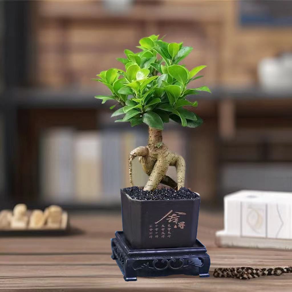 人参榕盆栽绿植提根老桩摇钱树发财树造型小叶榕树盆景植物金钱