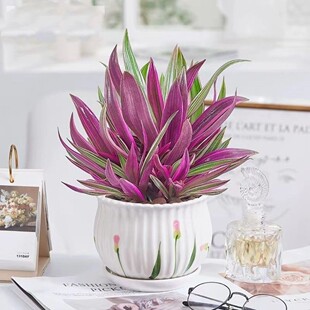 紫色吊兰水培土培花卉好养植物四季常青净化空气绿植紫露兰盆栽