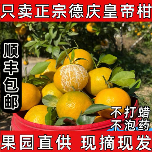 正宗德庆贡柑皇帝柑大果广东新鲜水非爱媛沃橙橘桔子5/10斤礼盒装
