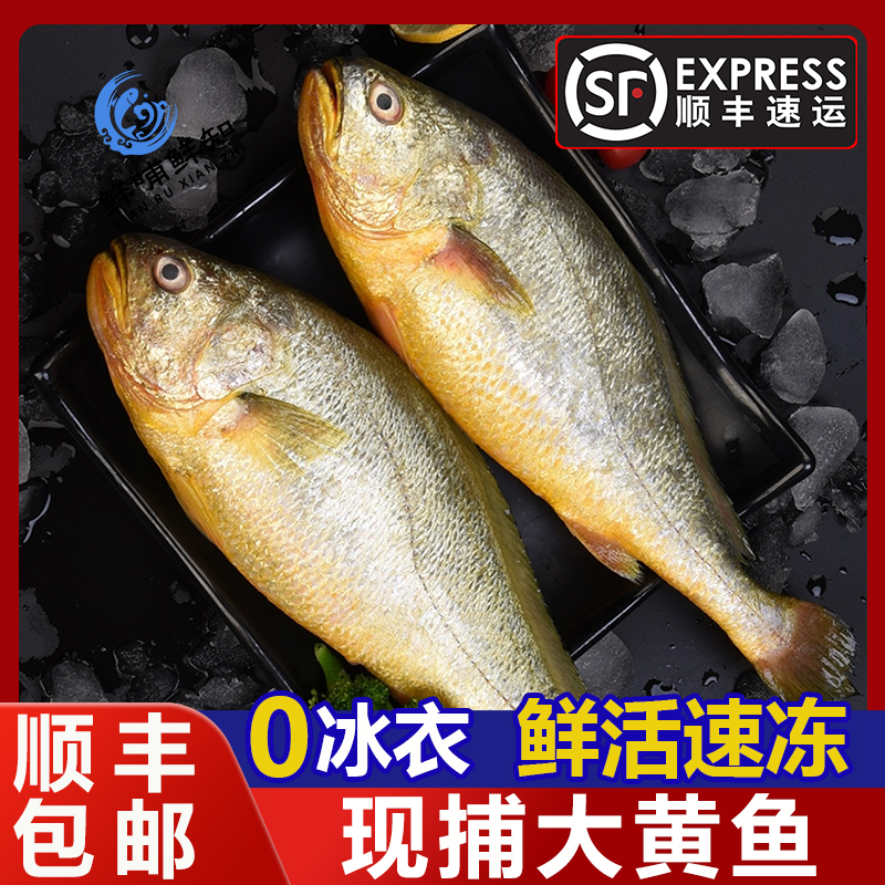 活冻大黄鱼净重无冰黄花鱼现捕现捞肉质鲜嫩顺丰包邮