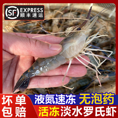 生冻罗氏沼虾活虾液氮速冻淡水大虾大头河虾泰国虾金钱虾无泡药